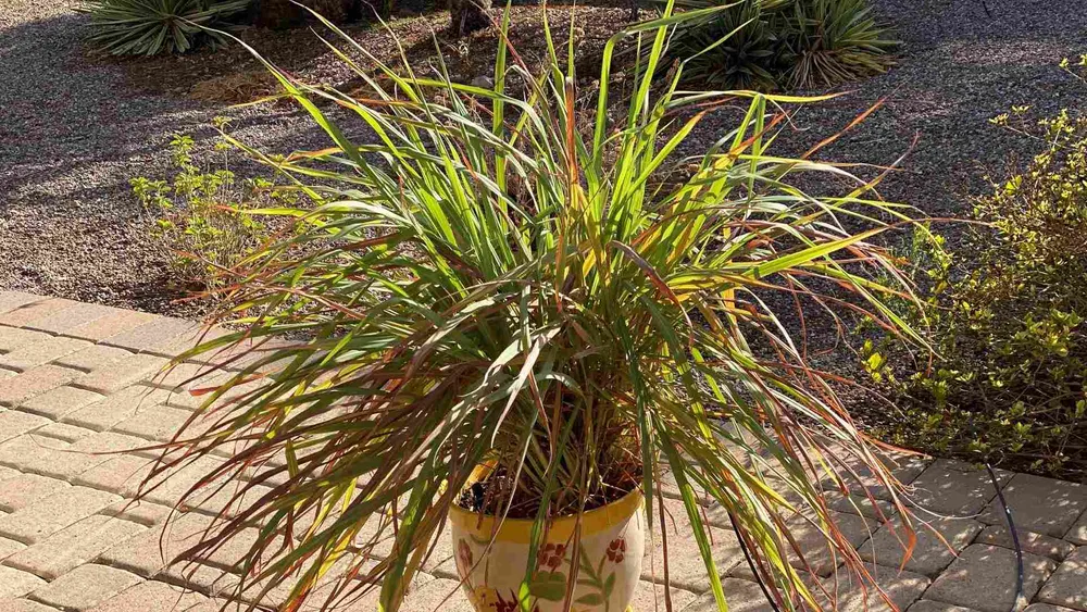 lemongrass growing in a pot