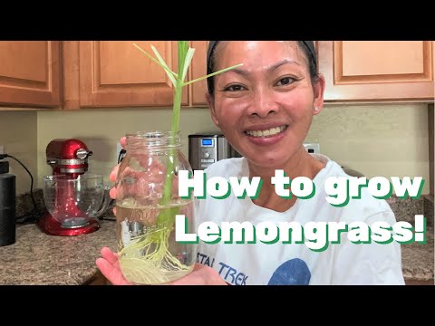 How to Grow Lemongrass
