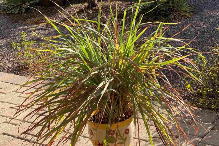 lemongrass growing in a pot